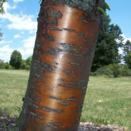 prunus maackii -amber beauty